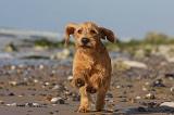 BASSET FAUVE DE BRETAGNE 067
